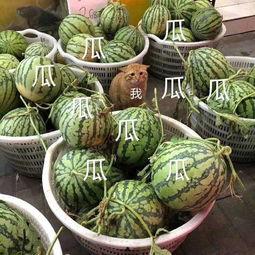 吃瓜娱乐饭,揭秘娱乐圈背后的故事与幕后花絮